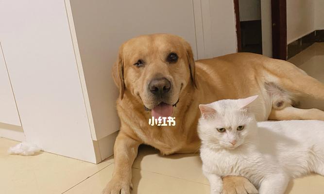 为什么宠物猫不喜欢被摸（探究宠物猫不让人摸的原因和方法）