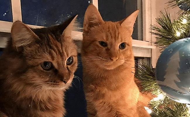 猫咪凌晨叫的原因探究（了解猫咪行为）