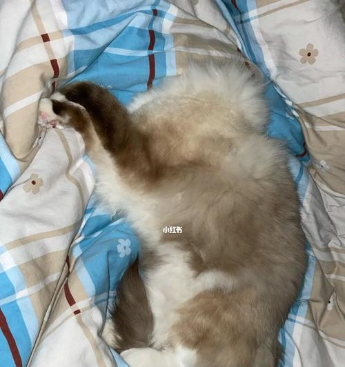 猫咪凌晨叫的原因探究（了解猫咪行为）