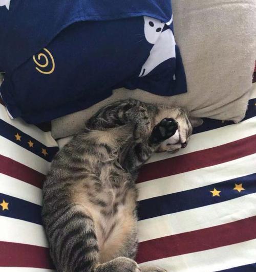 为什么猫喜欢躺着睡觉（探秘猫咪睡姿的奥秘）