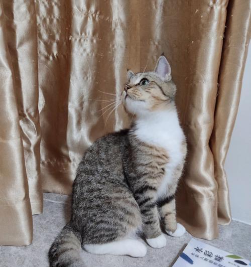 猫为什么喜欢尾巴（探究猫咪喜欢尾巴的原因）