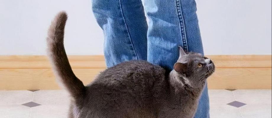 宠物猫梦见尾巴断了，该如何应对（如何避免猫咪尾巴受伤）