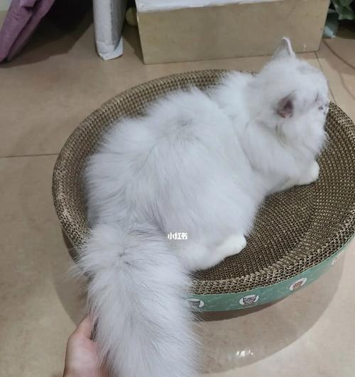 宠物猫梦见尾巴断了，该如何应对（如何避免猫咪尾巴受伤）