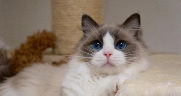 猫喜欢布偶猫吗（探讨猫对布偶猫的喜爱程度及原因）