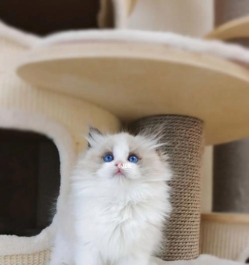 猫喜欢的布偶有哪些（从猫咪角度看它们喜欢的布偶款式和质地）