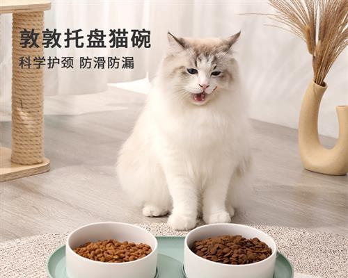 如何让你的猫咪享受洗澡——以猫洗澡盆为例（宠物护理的必备工具与技巧）