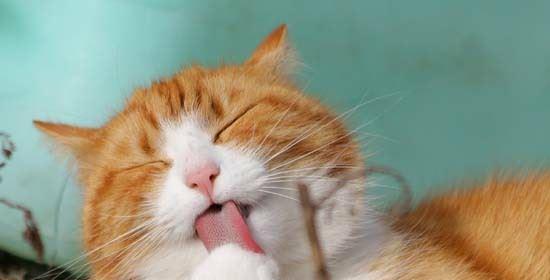 猫咪夏季流口水的原因解析（揭秘宠物夏季口水异常的真相）