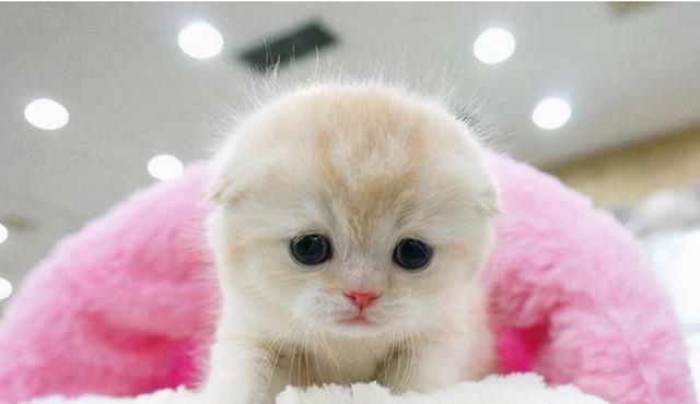 猫的品种与象征（探究宠物猫的性格特点及其象征意义）