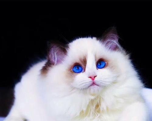 猫星人布偶猫全集——探索迷人的宠物世界（发现不一样的布偶猫品种和魅力）