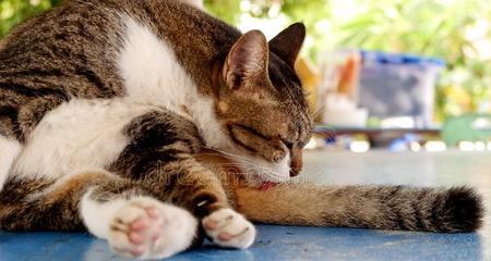 猫的怀孕期及其结束时间详解（宠物猫怀孕周期）