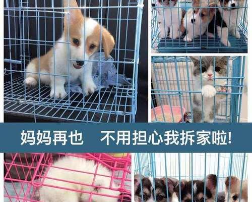 宠物猫的大小便解决方法（从猫咪的饮食习惯到沙盆清洁一网打尽）