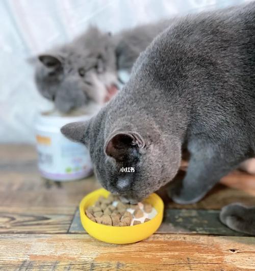 宠物猫的大小便解决方法（从猫咪的饮食习惯到沙盆清洁一网打尽）