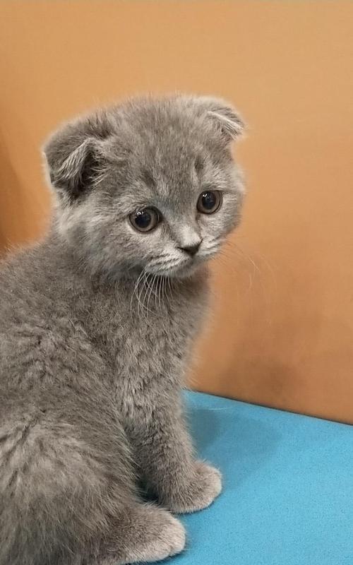 猫咪的折耳能否变成立耳（探寻猫咪折耳的成因及治疗方法）