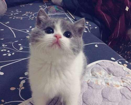 探究猫折耳的特点与养护技巧（了解猫折耳的起源及品种特征）