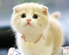 以猫折耳影响繁育——从宠物角度看待养猫问题（猫折耳的遗传与繁殖问题）