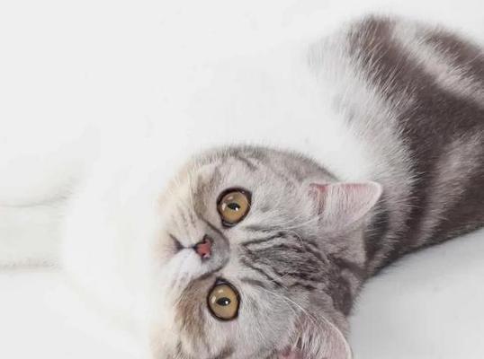 猫折耳软骨症——宠物爱好者需知的健康警示（了解猫折耳的软骨症）