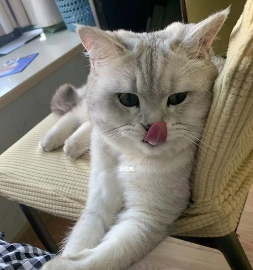 猫折耳如何保持健康（了解猫折耳的特点和需求）