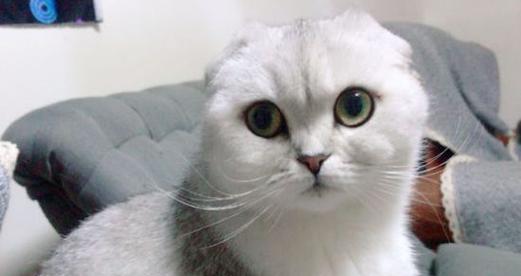 猫折耳如何保持健康（了解猫折耳的特点和需求）
