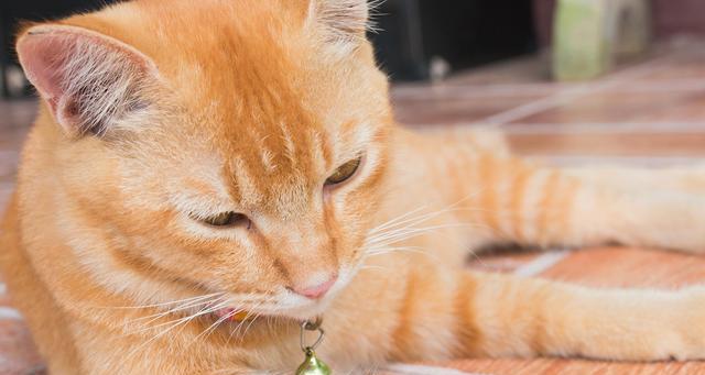 如何缓解宠物猫嘴唇上的火气（探究猫嘴唇上火的原因与有效的药物治疗方案）