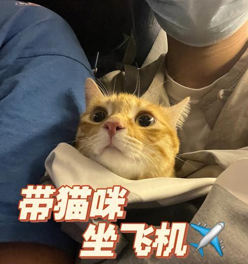 如何带走宠物猫乘飞机（猫咪的空中旅行指南）