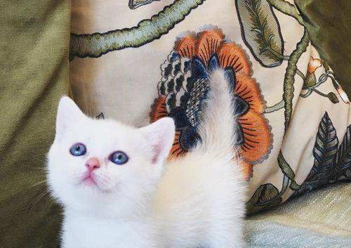 猫咪3个多月，这些是你需要知道的（掌握这些关键点）
