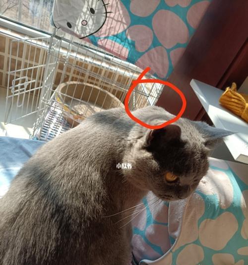 猫咪四个月打疫苗全攻略（保护宠物健康）