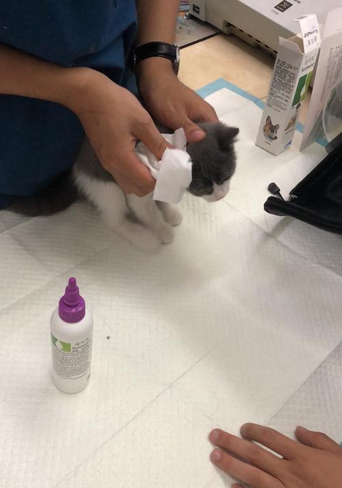 猫咪四个月打疫苗全攻略（保护宠物健康）