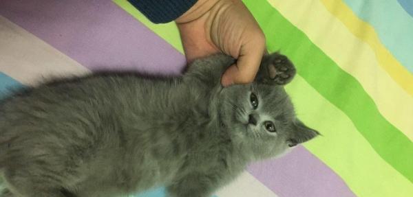 猫咪四个月打疫苗全攻略（保护宠物健康）