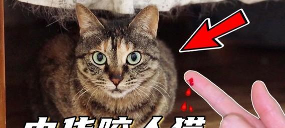 猫咪4个月老咬人！如何正确处理（宠物主人必知的解决方法）