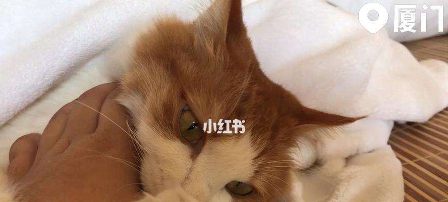 猫咪咬人的问题该如何解决（掌握正确方法）