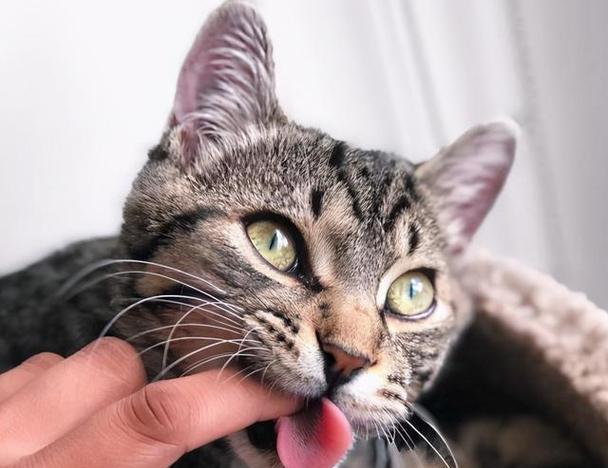 猫咪咬人的问题该如何解决（掌握正确方法）