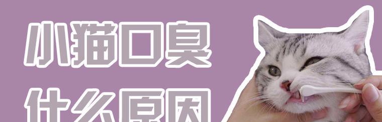 宠物猫咪口臭的原因及治疗方法（探究口臭的危害和疾病预防的重要性）