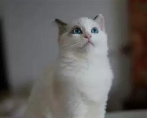 了解猫咪CFA证书（认识猫咪CFA证书的样子及意义）