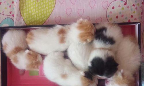 了解猫咪CFA证书（认识猫咪CFA证书的样子及意义）