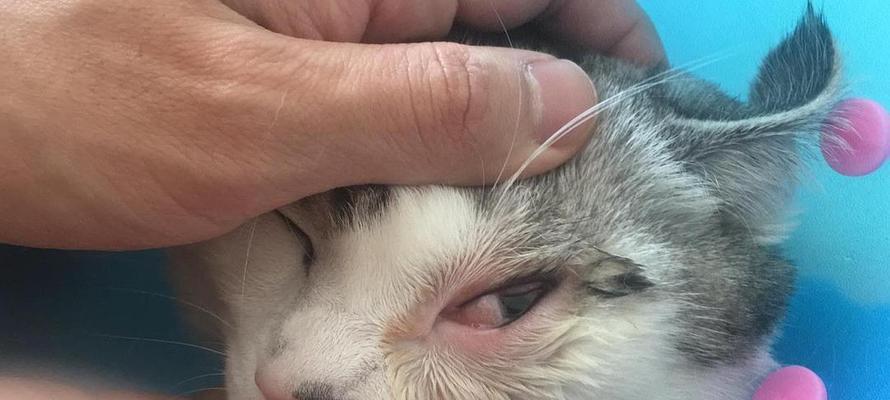 探秘猫咪PCR检查（从原理到应用）