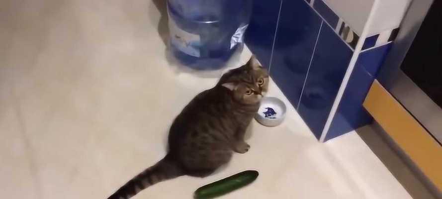 猫咪VS黄瓜（究竟是什么让猫咪这么害怕黄瓜）
