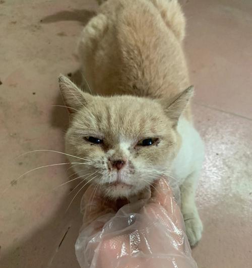 猫咪惊吓后失禁的原因与应对方法（以宠物为主）