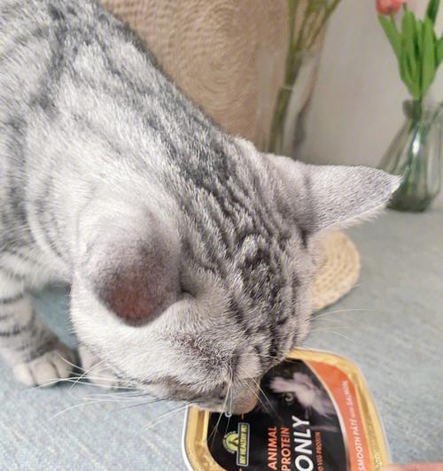 猫咪爱吃水果罐头，该给它们吗（探究宠物猫为什么喜欢水果罐头）