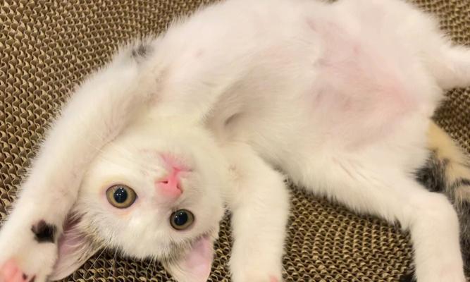 宠物猫咪的轻咬暗示什么（揭秘猫咪的语言与行为）