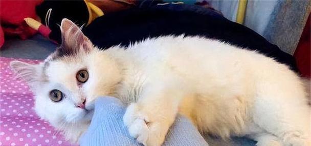 宠物猫咪的轻咬暗示什么（揭秘猫咪的语言与行为）
