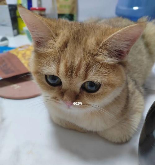 猫咪爱上泡沫箱子的毛球（探究猫咪为何钟爱泡沫箱子）