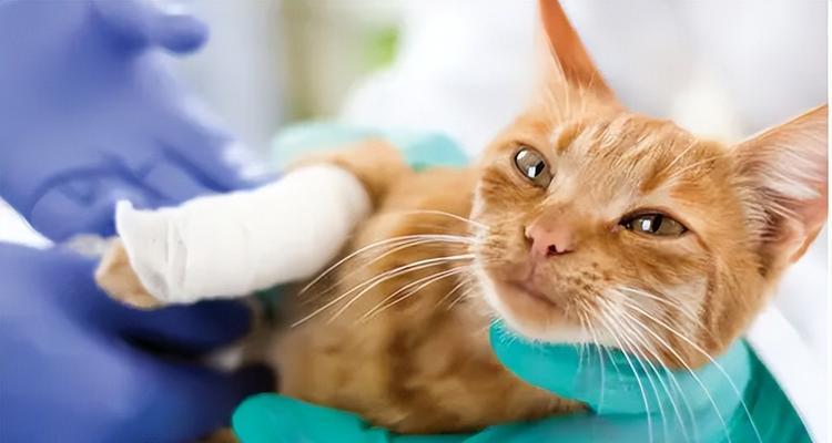 猫咪爱上泡沫箱子的毛球（探究猫咪为何钟爱泡沫箱子）