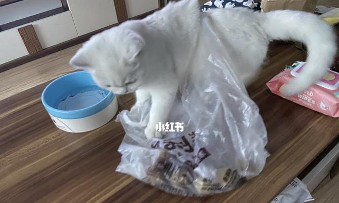 宠物猫咪如何排出食入的塑料袋（以猫咪为主角）