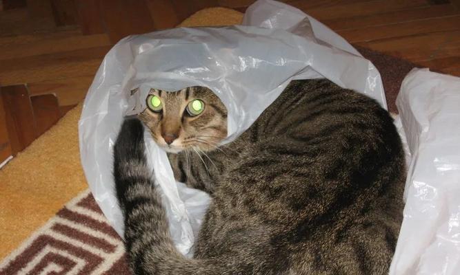宠物猫咪如何排出食入的塑料袋（以猫咪为主角）