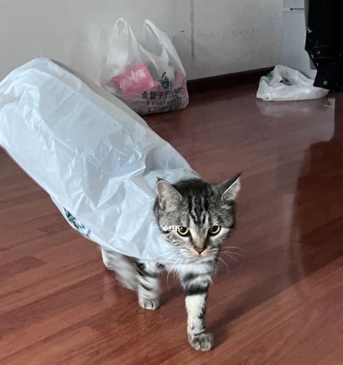 宠物猫咪如何排出食入的塑料袋（以猫咪为主角）