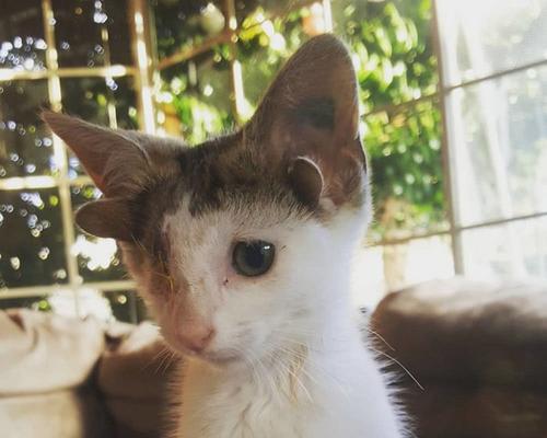 猫咪的语言（探究猫咪为何喜欢把耳朵贴在身上和脑袋上）