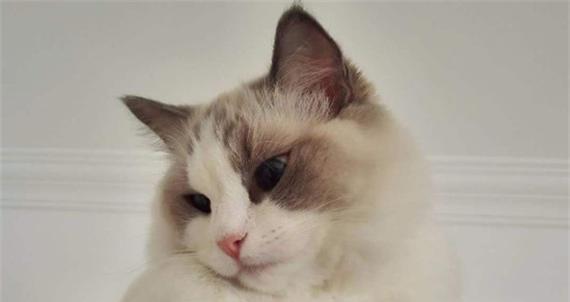 猫咪的语言（探究猫咪为何喜欢把耳朵贴在身上和脑袋上）
