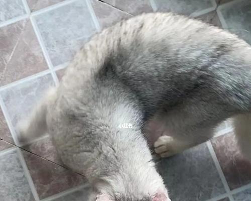 猫咪神技（探秘猫咪耳朵折叠的奥秘）