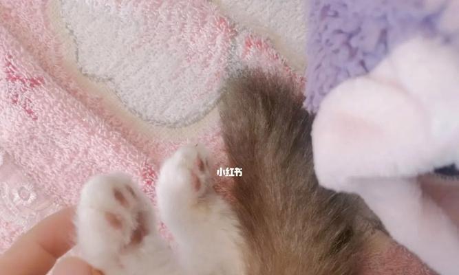 猫咪的黄色舌头（揭秘猫咪舔爪子的原因与注意事项）
