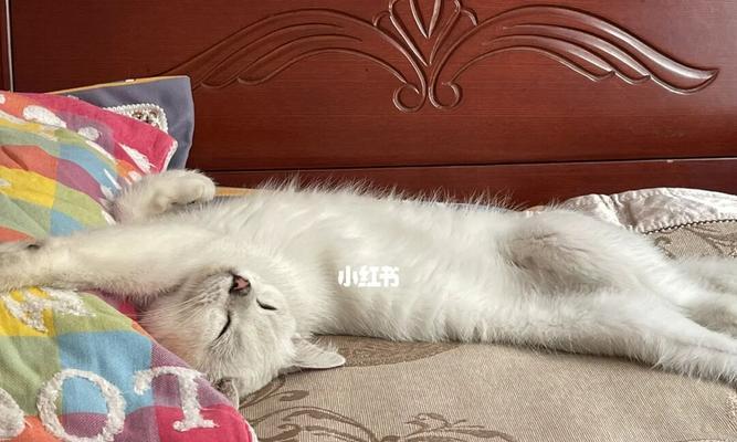 猫咪霸占了我的床（一位宠物主人的苦恼与体验）